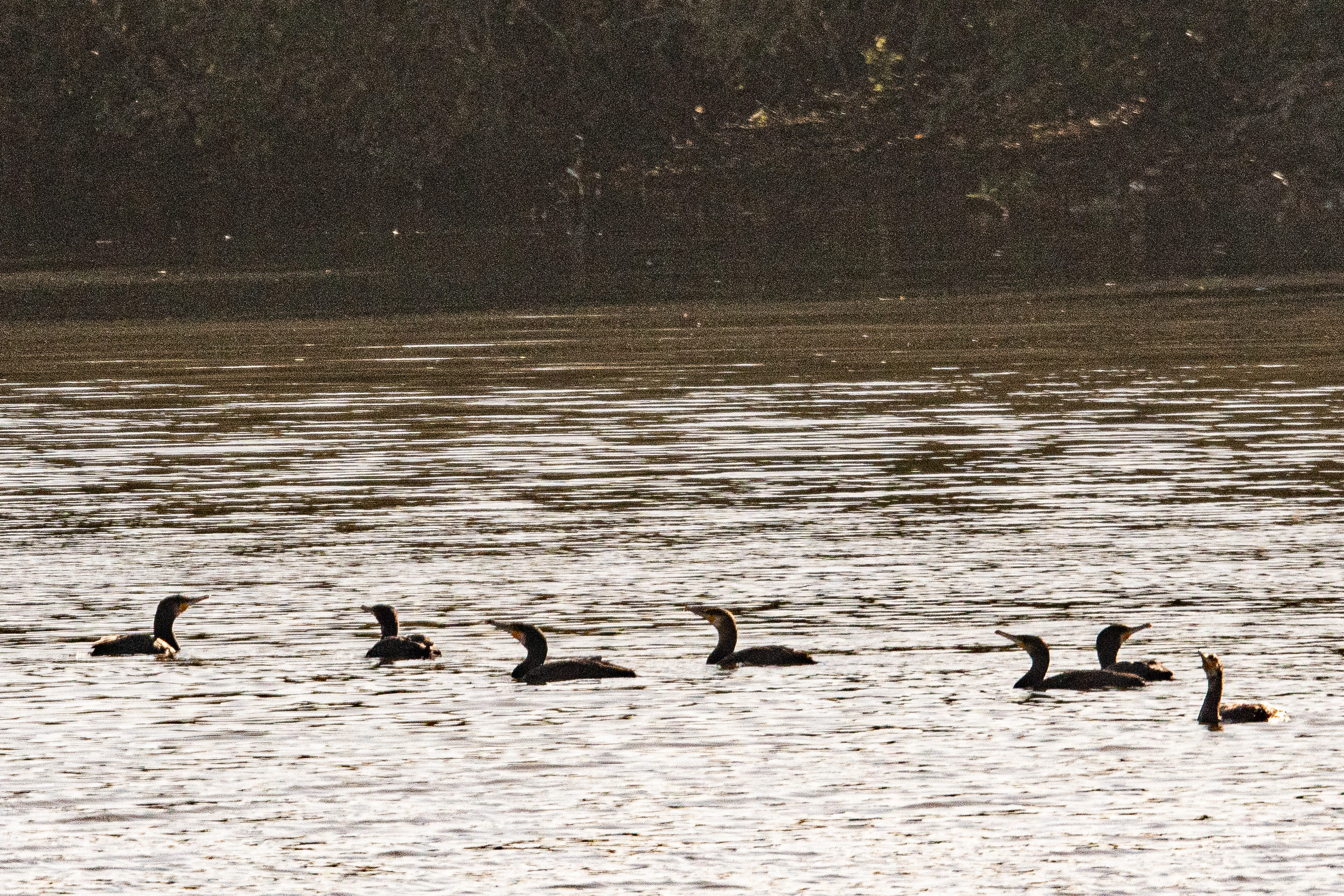 Grands cormorans adultes (Great Cormorant, Phalacocrorax carbo) pêchant dans le bassin du dépôt 54. Réserve Naturelle de Mont-Bernanchon, Hauts de France.